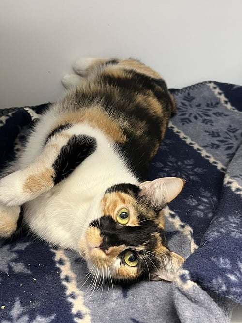 ROWAN - Domestic Short Hair available for adoption