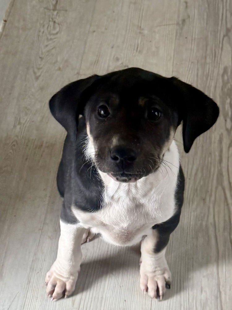REMY - Australian Cattle Dog/Blue Heeler / Labrador Retriever available for adoption