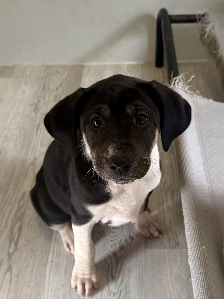 REMY - Australian Cattle Dog/Blue Heeler / Labrador Retriever available for adoption