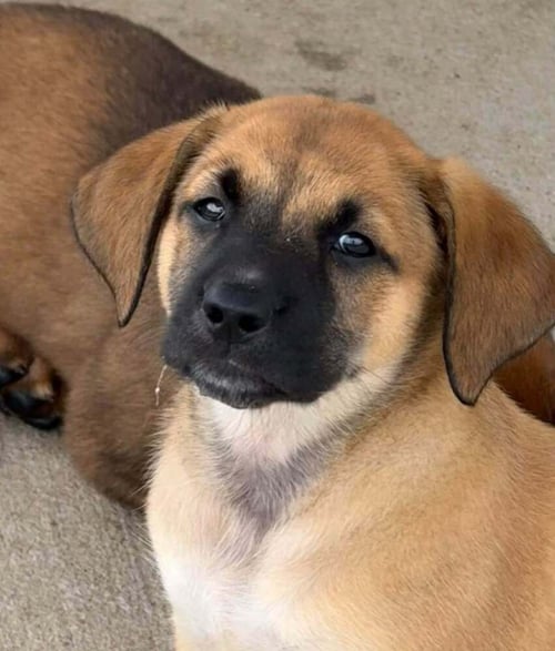 LADY KLUCK - Bluetick Coonhound available for adoption