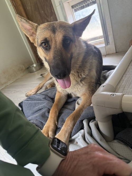BOONDOCK - German Shepherd Dog available for adoption