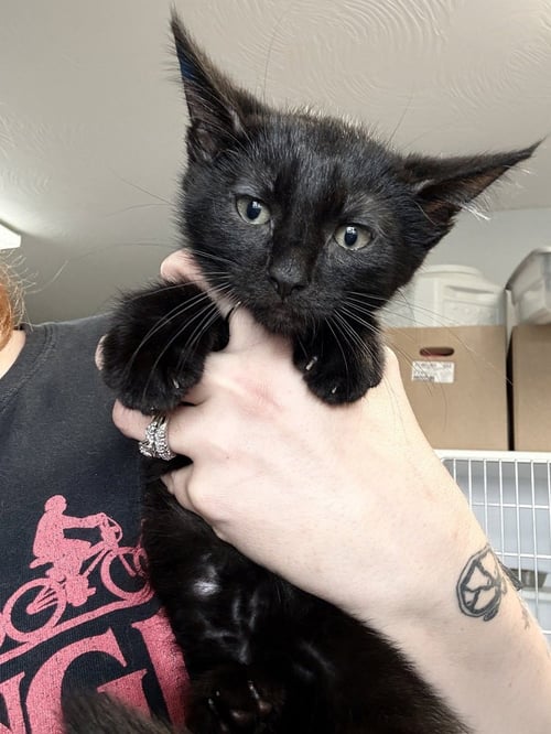 STORM - Domestic Short Hair available for adoption