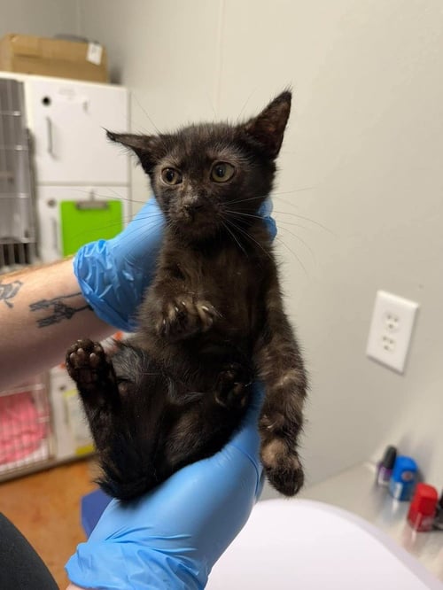 DEAN - Domestic Short Hair available for adoption