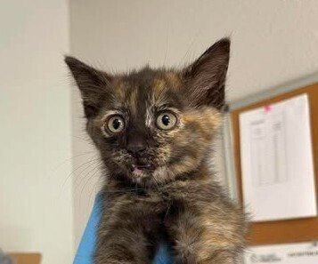 BELUGA - Domestic Short Hair available for adoption
