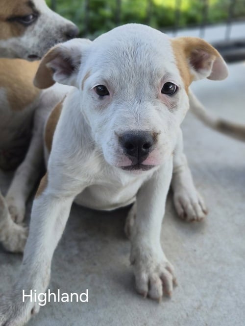 HIGHLAND - Australian Cattle Dog/Blue Heeler / French Bulldog available for adoption