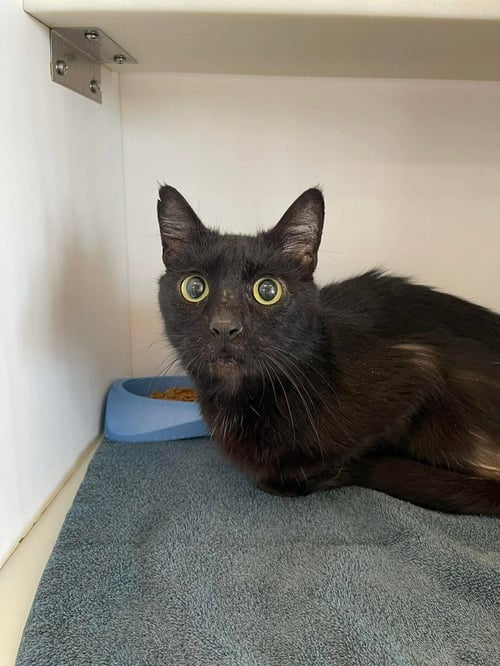 JIM - Domestic Short Hair available for adoption