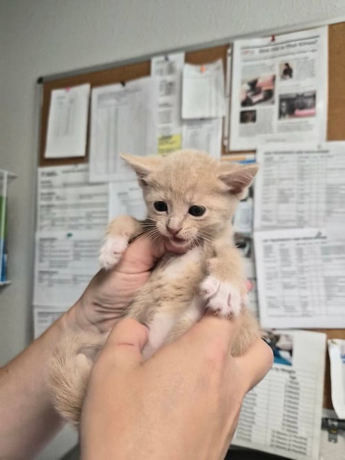 HOLLISTER - Domestic Short Hair available for adoption