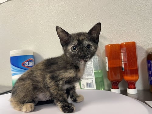 LASAGNA - Domestic Short Hair available for adoption