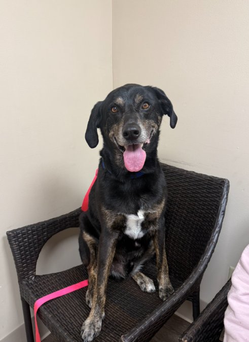 BLACKIE - Labrador Retriever / German Shepherd Dog available for adoption