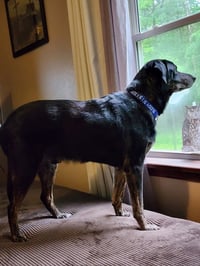 Blackie - Photo 3