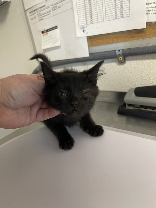 GOGO - Domestic Short Hair available for adoption
