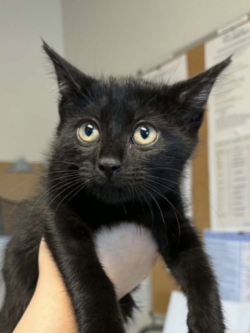 GOMEZ - Domestic Short Hair available for adoption