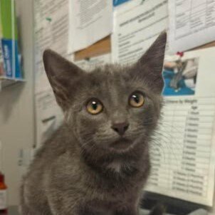 CANDY - Domestic Short Hair available for adoption