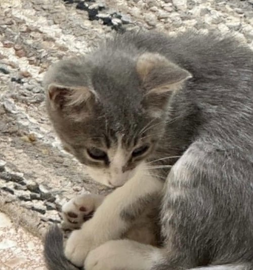 WHOPPER - Domestic Short Hair available for adoption
