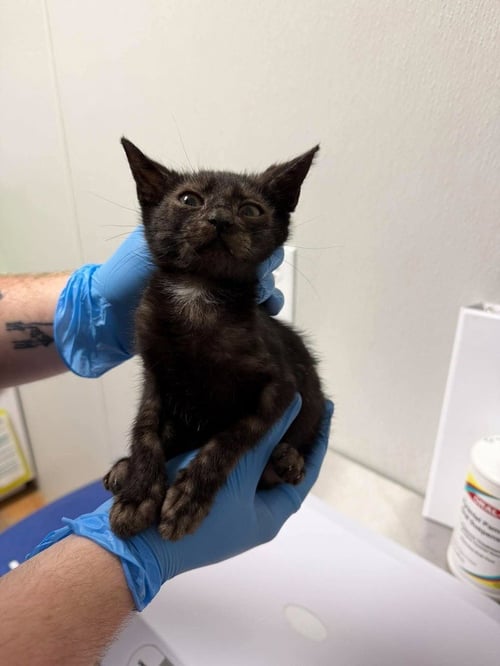 DREENA - Domestic Short Hair available for adoption