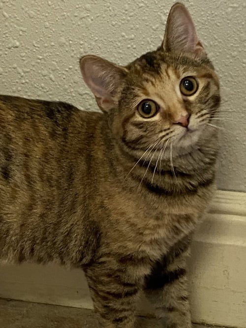 AUTUMN - Domestic Short Hair available for adoption