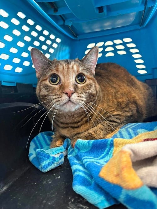 AUTUMN - Domestic Short Hair available for adoption