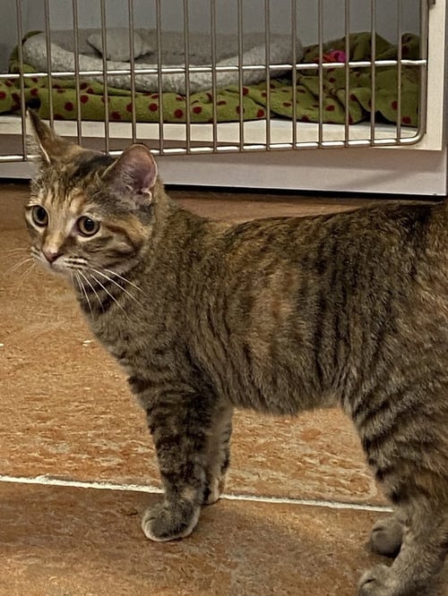 AUTUMN - Domestic Short Hair available for adoption
