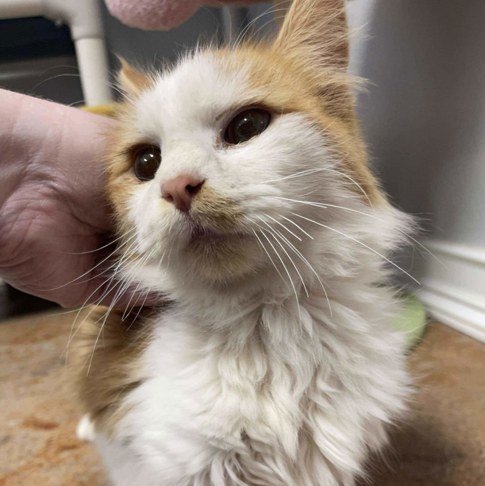 YOSEMITE - Domestic Long Hair available for adoption