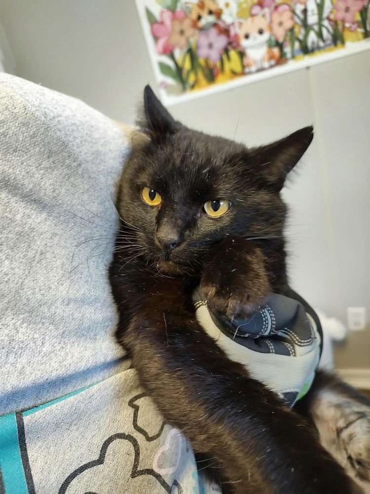 WeRescue - Adopt Snowdrop: Domestic Short Hair in Bolivar, MO