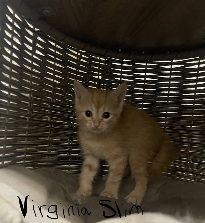 Virginia Slim Image