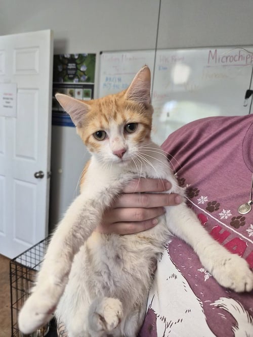 FLAME - Domestic Short Hair available for adoption