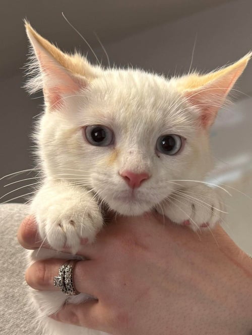 CRAWFISH - Domestic Short Hair available for adoption