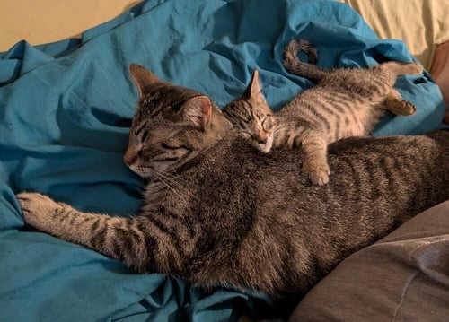 MASERATI - Domestic Short Hair for adoption in Springfield