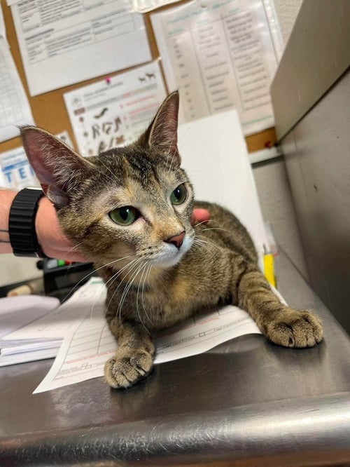 ANNY - Domestic Short Hair available for adoption