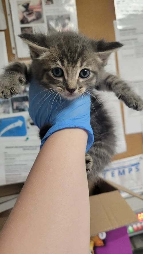 POTATO CHIP - Domestic Medium Hair available for adoption