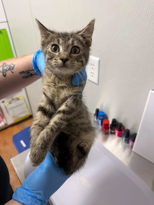 DANTE - Domestic Short Hair available for adoption