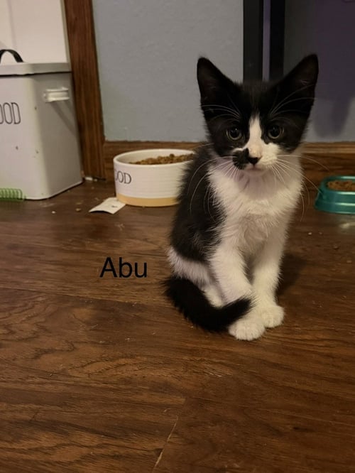 ABU - Domestic Medium Hair available for adoption