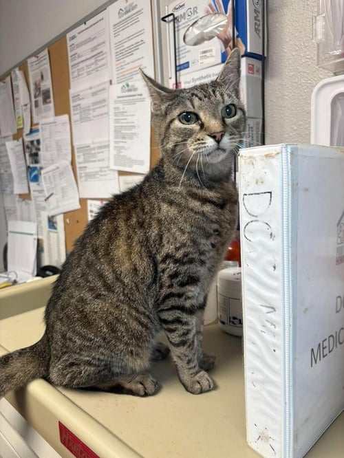 MAPLE - Domestic Short Hair available for adoption