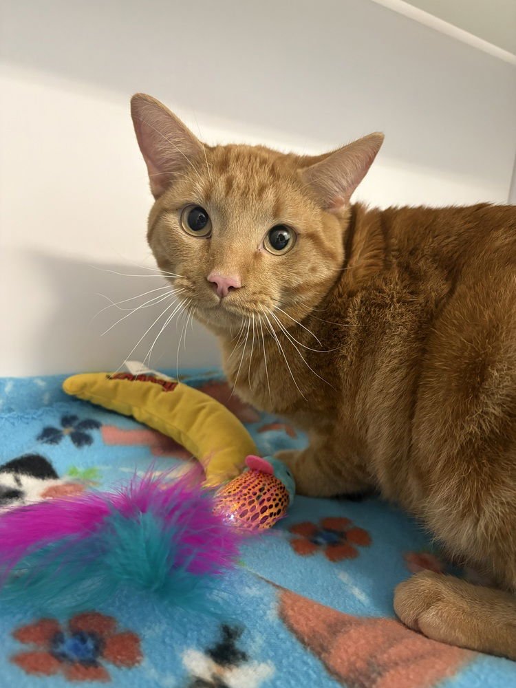 COLBY - Domestic Short Hair available for adoption