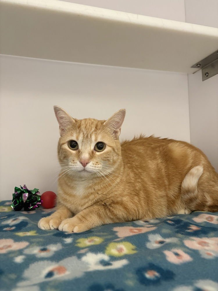 NELLY - Domestic Short Hair available for adoption