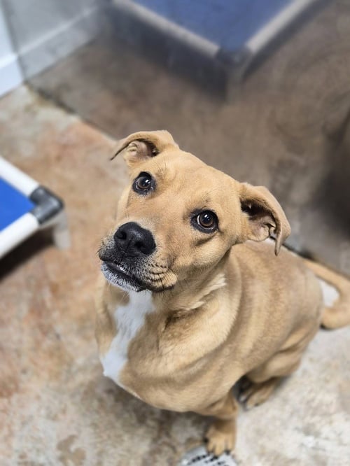 FUDGE - Labrador Retriever available for adoption