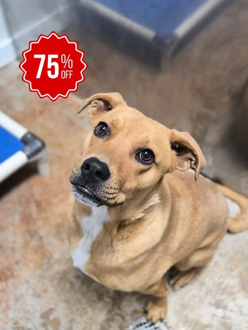 FUDGE - Labrador Retriever available for adoption