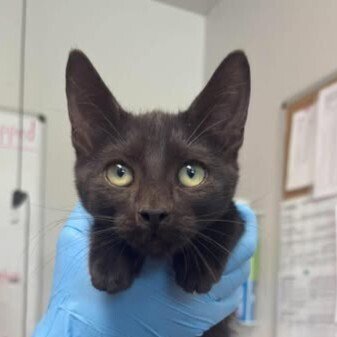 CROW - Domestic Short Hair available for adoption