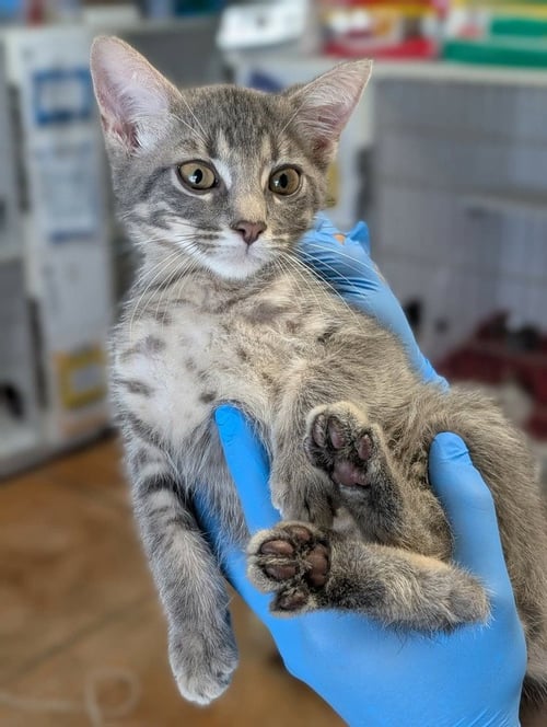 GERBERT - Domestic Short Hair available for adoption