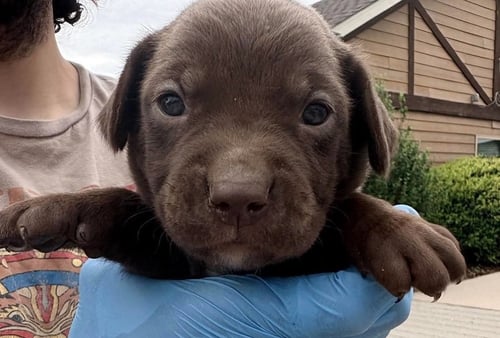 CUBE - Labrador Retriever for adoption in Springfield