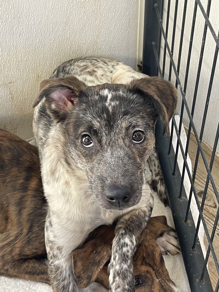 MISS MAXINE - Australian Cattle Dog/Blue Heeler / Terrier available for adoption