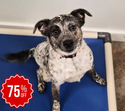 MISS MAXINE - Australian Cattle Dog/Blue Heeler / Terrier available for adoption