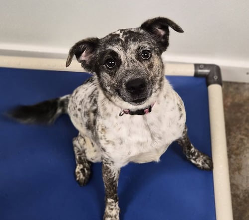 MISS MAXINE - Australian Cattle Dog/Blue Heeler / Terrier available for adoption