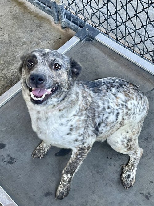 MISS MAXINE - Australian Cattle Dog/Blue Heeler / Terrier available for adoption