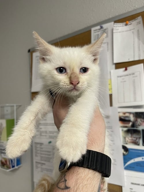 BLACKSMITH - Domestic Short Hair available for adoption