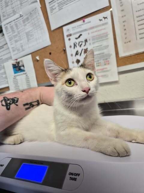 CHEX MIX - Domestic Short Hair available for adoption