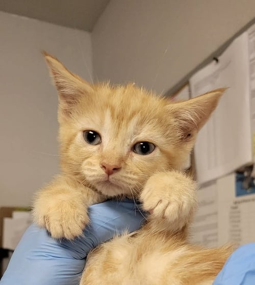MARMALADE - Domestic Short Hair available for adoption