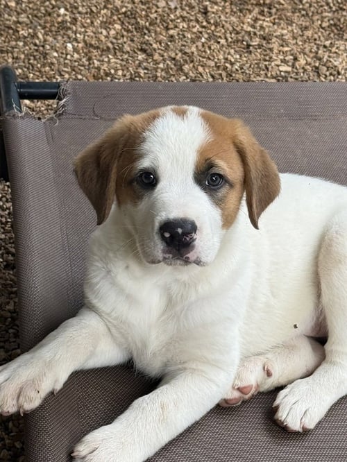 LAKE - Mastiff / Great Pyrenees available for adoption