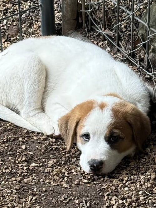 LAKE - Mastiff / Great Pyrenees available for adoption