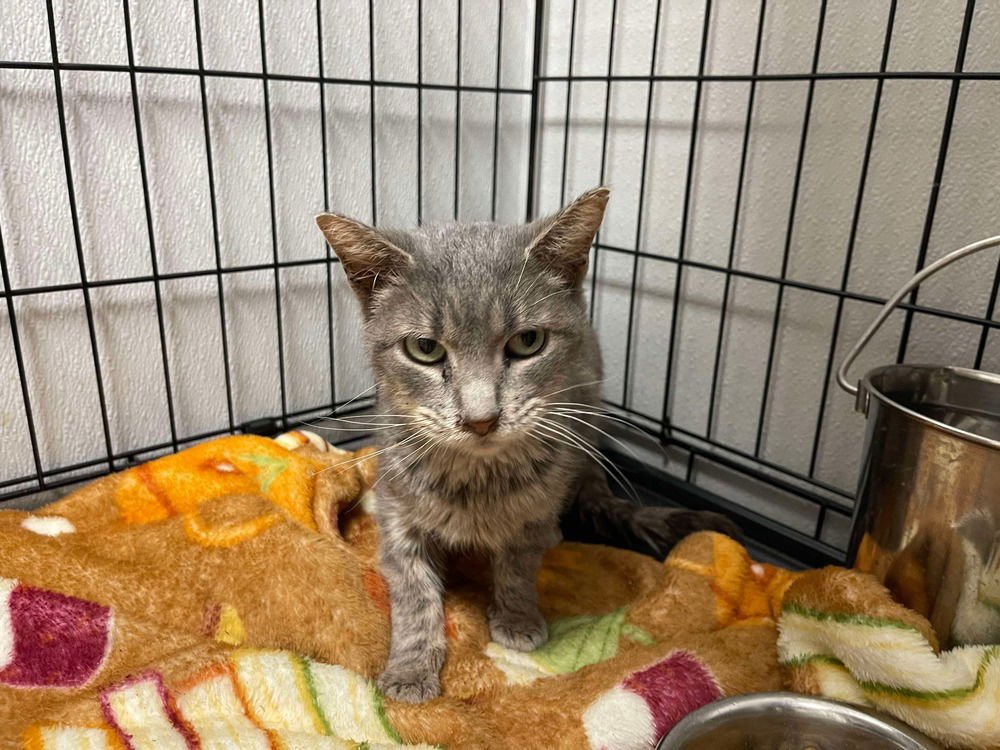 SASHAY - Domestic Short Hair available for adoption